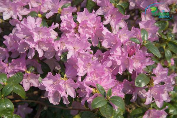 Rhododendron Precox